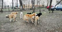 Stire din Social : Constănţenii, la cheremul maidanezilor! „Suntem bătaia de joc a autorităţilor!”