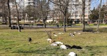 Stire din Social : Haite de maidanezi, în Parcul Tăbăcărie. "Sunt părăsiți și uneori devin agresivi!"