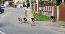 Soarta maidanezilor, în atenția Protecției Animalelor. Polițiștii, în control la primării și adăposturile din județul Constanța