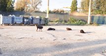 Stire din Social : Feriţi-vă de furia haitelor de câini ce patrulează prin cartierele Constanţei! "Nu mai avem unde să-i băgăm"