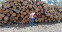 Stire din Eveniment : Mafia pădurilor are ramificații la Constanța. Evaziune fiscală și spălare de bani prin depozitele de lemne