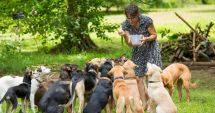 Stire din Social : Situaţie îngrijorătoare la Constanţa! Peste 900 de oameni, "compostați" de maidanezi