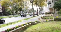 Stire din Social : Lipsă de interes! Doar trei petice de verdeață au fost adoptate de constănțeni