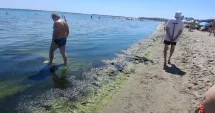 Stire din Social : Zona Perla, lovită de mirosul algelor putrezite. „Nu mai putem sta pe plajă“