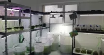 Stire din Social : Aurul verde al Mării Negre, o resursă strategică pentru industriile viitorului