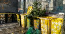 Stire din Social : Brazii de Crăciun, lăsați la întâmplare! "Mai există persoane care aruncă pe fereastră pomii"