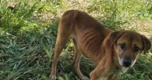 Foto - Descoperire șocantă! Cadavre de câini și animale subnutrite, ținute în adăpostul groazei din Bărăganu