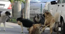 Stire din Social : Cartiere din Constanța, terorizate de pisici și câini vagabonzi. „Sunt agresivi, atacă fără motiv!“