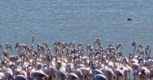 Stire din Social : Tablou viu pe Lacul Nuntași! Cea mai mare colonie de flamingo observată vreodată în zonă