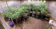 Stire din Eveniment : Un cultivator de canabis, din Năvodari, a fost condamnat definitiv la închisoare