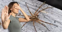 Stire din Sănătate : Mușcătura de păianjen vă poate pune sănătatea în pericol mai repede decât credeți