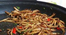 Stire din Actualitate : Politicienii polonezi se acuză reciproc că promovează consumul de insecte