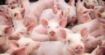 Stire din Social : Măcelăriile, la control! Vânzătorii de purcei, în vizorul inspectorilor sanitar-veterinari