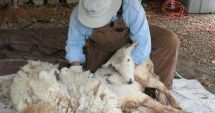 Stire din Economie : De la lâna de aur, la lâna nevalorificată. „Stăm pe o comoară şi nu ştim ce să facem cu ea”