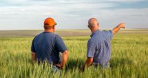 Stire din Economie : Fermierii dobrogeni şi-au văzut iar câmpurile înverzite. Se aşteaptă o recoltă bogată