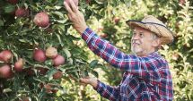 Stire din Economie : Legumicultorii, pomicultorii şi viticultorii vor primi sprijin de la UE