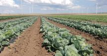 Stire din Economie : Un gest de omenie pentru localnicii din Fântânele. „Invităm oamenii să culeagă gratis legume”