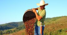 Stire din Economie : Elixirul dimineţii, cafeaua, s-a scumpit la un nivel record. Schimbările climatice ne-ar putea pune pofta-n cui