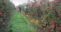 Stire din Economie : Ministerul Agriculturii acordă ajutoare excepționale producătorilor agricoli din sectorul vegetal