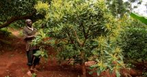 Stire din Actualitate : Justițiarii din Kenya se luptă să apere culturile de avocado