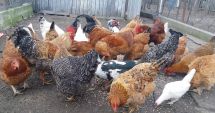 Stire din Economie : Crescătorii de animale pot depune cereri pentru Măsura 14. Ce acte sunt necesare