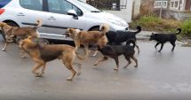 Stire din Social : Constanţa, sub teroarea a 6.000 de maidanezi! „Putem avea câteva hectare, că locurile tot insuficiente vor fi”