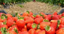 Stire din Economie : Dacă aveţi o bucată de pământ, cultivaţi plante aromatice! Câştigul va fi garantat