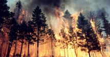 Incendiile distrug acum de două ori mai multă pădure la nivel mondial decât la începutul secolului