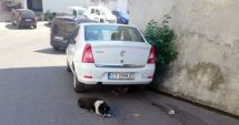 Stire din Social : Constanța, fieful câinilor fără stăpân! "Ne temem să ne apropiem, că imediat își arată colții!"