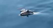 Mai puţini delfini eşuaţi, în 2021. „Pandemia a oferit un moment de respiro mamiferelor marine”