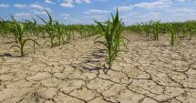 Stire din Economie : Fermierii afectați de secetă pot fi despăgubiți. Când trebuie transmise cererile