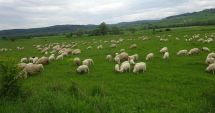 Stire din Social : Oile și caprele din Dobrogea, amenințate  de pesta micilor rumegătoare