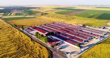 Stire din Economie : Mai are viitor porcul românesc? „Autorităţile trebuie să se implice mai mult în combaterea pestei”
