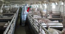Stire din Economie : Reguli stricte. Porcii din gospodării, vânduţi doar cu aviz de la DSV