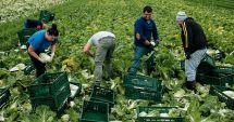 Stire din Actualitate : Spania va legaliza anual statutul a 300.000 de mirgranţi pentru extinderea forţei de muncă