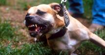 Stire din Social : Ai un câine periculos? Ești obligat să închei poliță de asigurare pentru el. Amenzile sunt uriașe