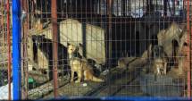 Stire din Social : Hingherii s-au făcut stăpâni  pe viața maidanezilor.  "Lagărul" din Biobaza Constanța