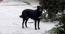 Stire din Social : Constănțeni, terorizați de un câine fără stăpân! "Copiii noștri sunt în pericol!"