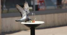 Stire din Social : Canicula lovește Constanța! Unde vă puteți adăposti și ce recomandă medicii