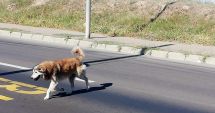 Stire din Social : Constănţenii, abandonaţi în colţii câinilor fără stăpân. Vom scăpa vreodată de maidanezi?