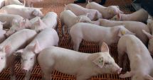 Constanța, județul fără porci de Crăciun! 39 de localități afectate de pesta porcină
