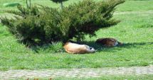 Stire din Social : Constănțenii, în colții maidanezilor, chiar și în parc! "Dulăul s-a luat după mine!"