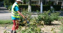 Stire din Social : Mai poate fi Constanța înverzită? Primăria începe să planteze flori și copaci