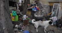 Stire din Social : Își terorizează vecinii. "Stăm lângă  un focar de infecție! Ne-au invadat șobolanii!"