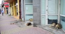 Stire din Social : Maidanezii fac legea la Constanța! Adăpostul e ferecat, iar străzile - pline de câini