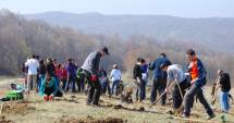 Stire din Social : Unde au dispărut pădurile din județul Constanța