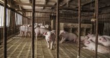 Stire din Social : Pesta porcină amenință gospodăriile. Focar descoperit la o fermă din Cumpăna