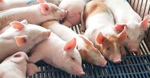 Stire din Social : Situație alarmantă! Pesta porcină se extinde în județul Constanța