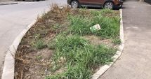 Stire din Social : Trotuare cu pietriș, în mijlocul municipiului, și bălării uriașe, pe străzile reabilitate din Constanța