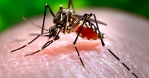 Stire din Sănătate : Alertă la Constanța! Cum să preveniți infecția cu virusul West Nile
